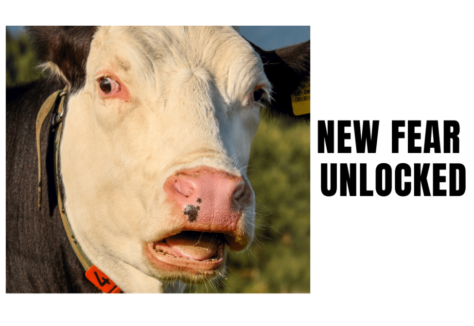 Meme of a shocked cow.