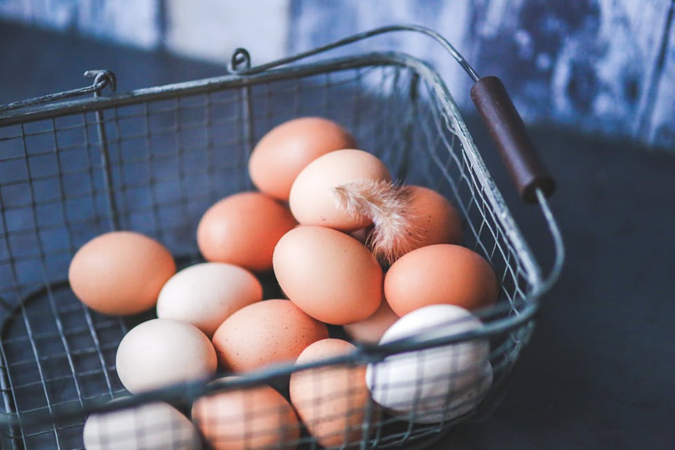 A close-up of farm fresh eggs in a metal basket, featuring a delicate feather that symbolizes a renter asking for approval from their landlord for chickens.