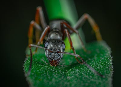 Ants are a common headache for homeowners and renters.