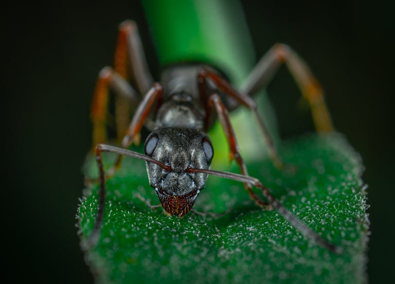 Ants are a common headache for homeowners and renters.
