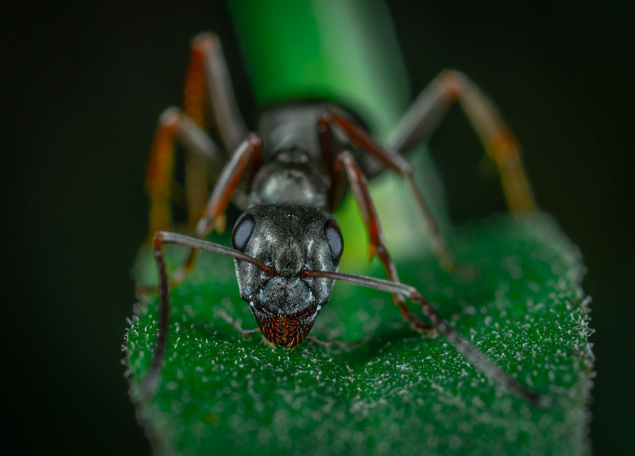 Ants are a common headache for homeowners and renters.