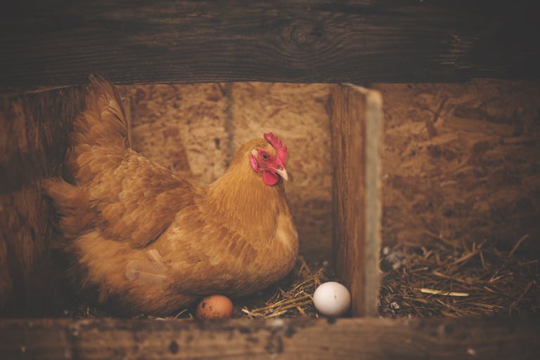 Close-up of a hen sitting in a rustic diy coop with two eggs in North Carolina.