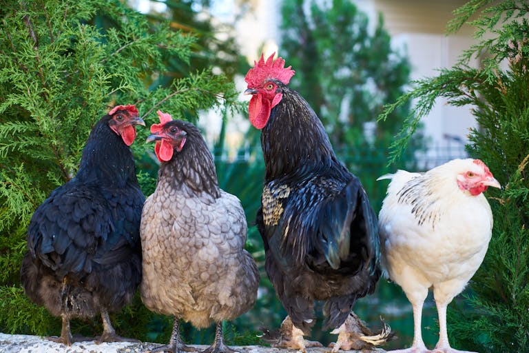 Group of colorful backyard chickens in a tenant's backyard in Upstate South Carolina.