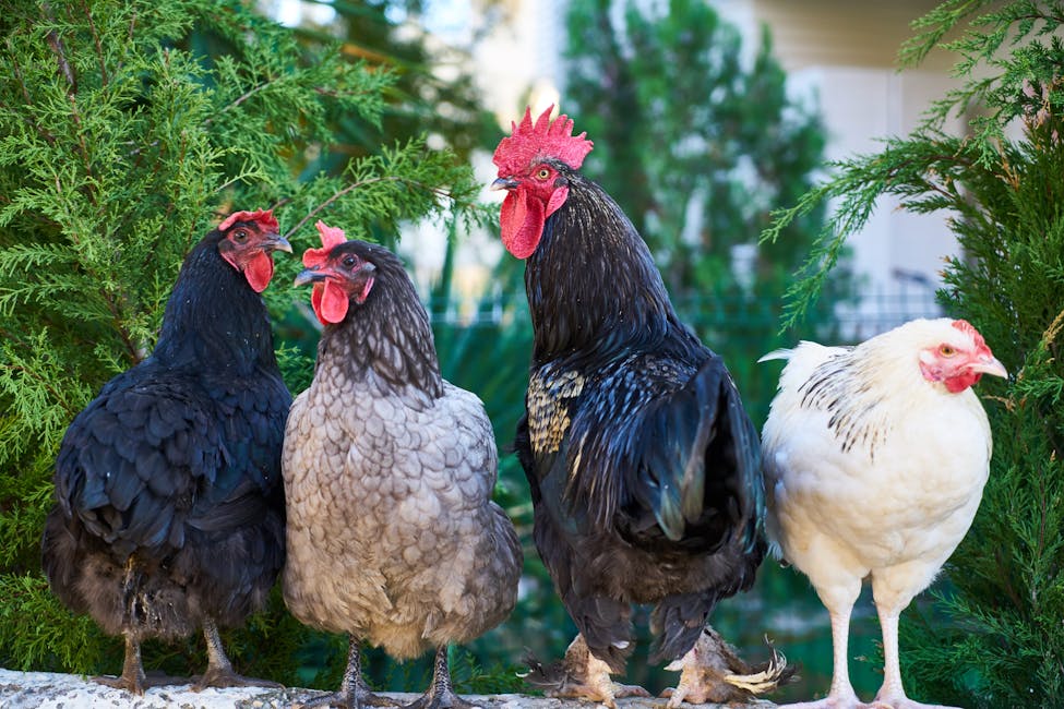 Group of colorful backyard chickens in a tenant's backyard in Upstate South Carolina.