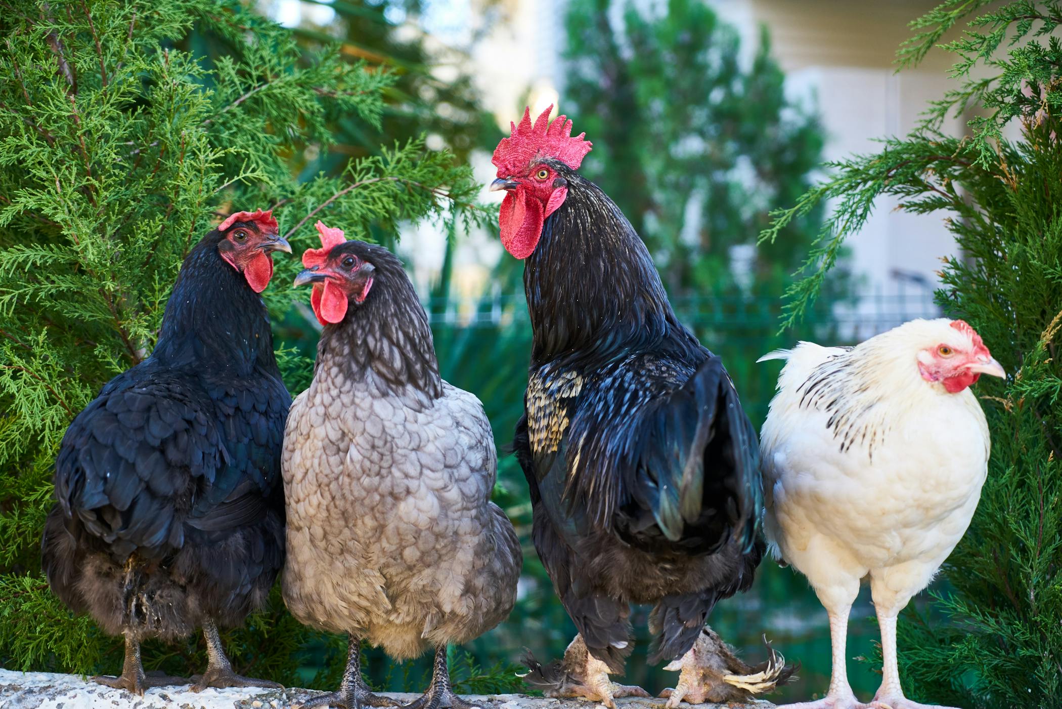 Group of colorful backyard chickens in a tenant's backyard in Upstate South Carolina.