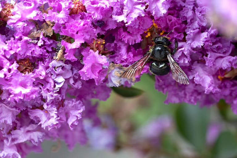 Macro shot of a violet carpenter bee on vibrant purple flowers, showcasing what they look like to help home owners protect their deck and home.
