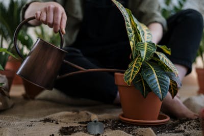 Person watering a potted croton plant inside their, emphasizing tiny space gardening.