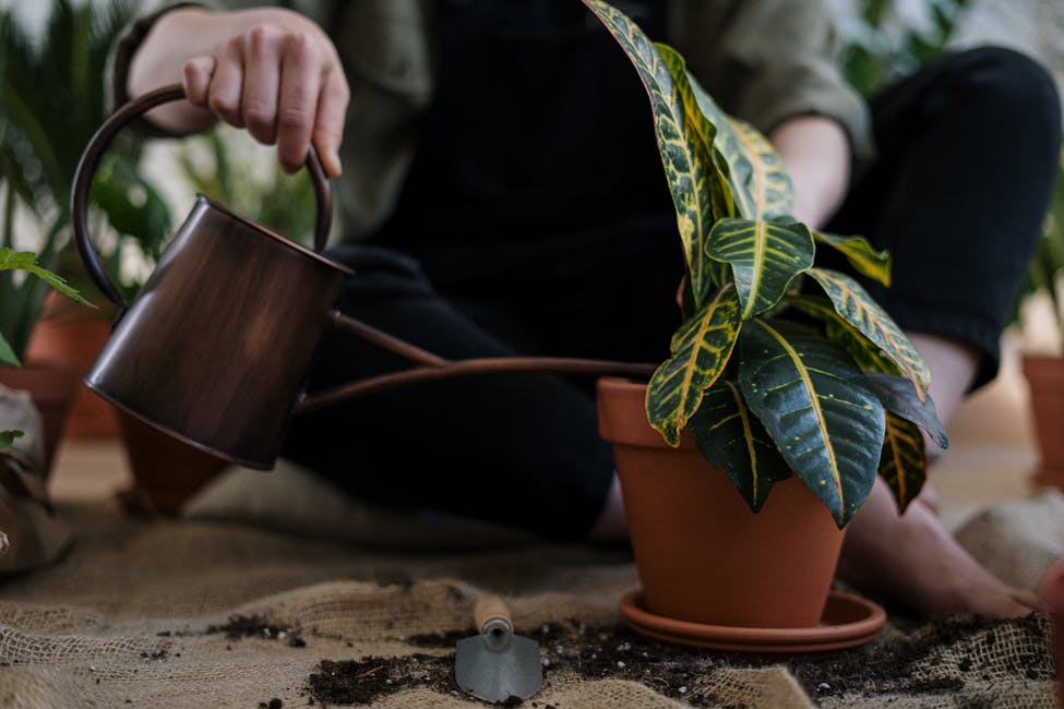 Person watering a potted croton plant inside their, emphasizing tiny space gardening.