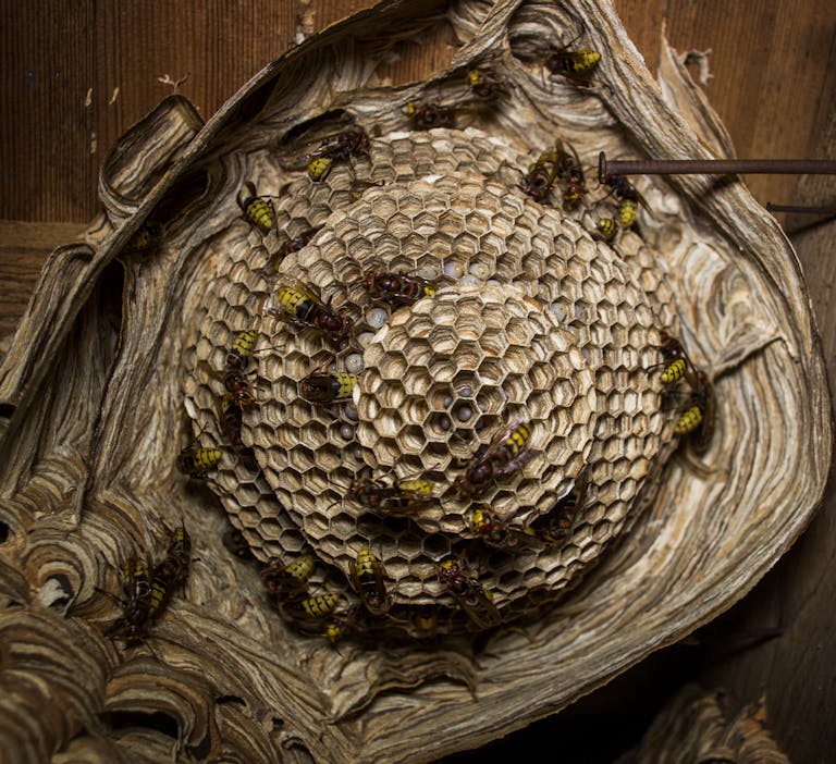 Detailed view of a wasp nest with wasps actively building and maintaining the structure showcasing that Charlotte is one of America's Most Bug-Infested Cities.
