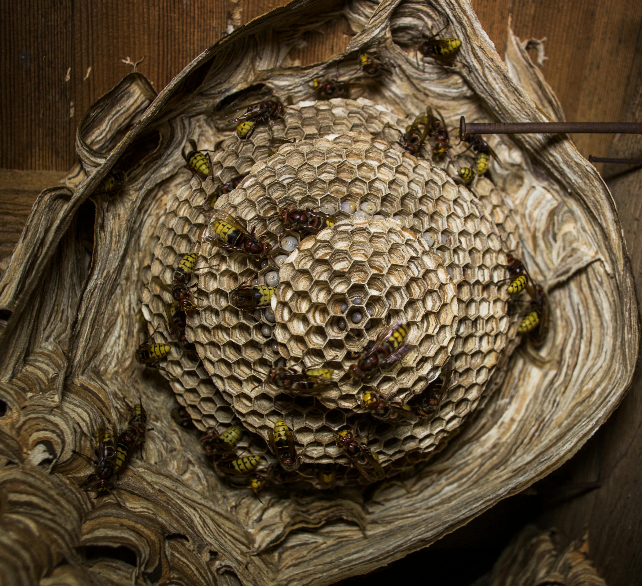 Detailed view of a wasp nest with wasps actively building and maintaining the structure showcasing that Charlotte is one of America's Most Bug-Infested Cities.