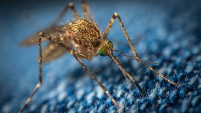 Mosquitoes are a major drawback to renters, especially if it's bad during the busy late summer rush.