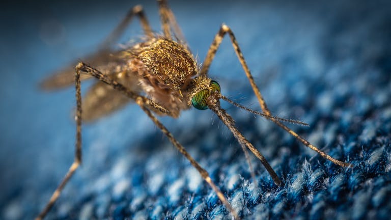 Mosquitoes are a major drawback to renters, especially if it's bad during the busy late summer rush.