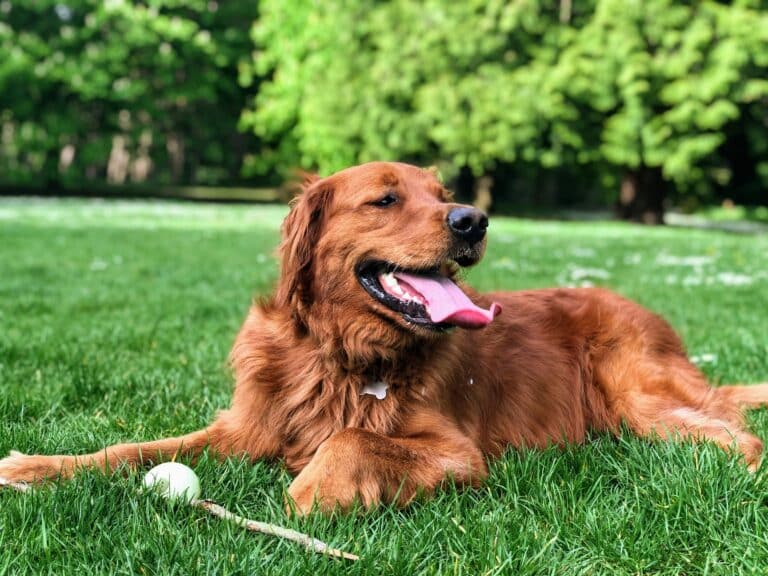 Red golden retriever laying on the grass showcasing the dog park located in Dix Park in Raleigh, NC.