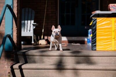 HUD Is Rewriting the Rules on Assistance Animals. Here's What Owners and Residents Should Expect
