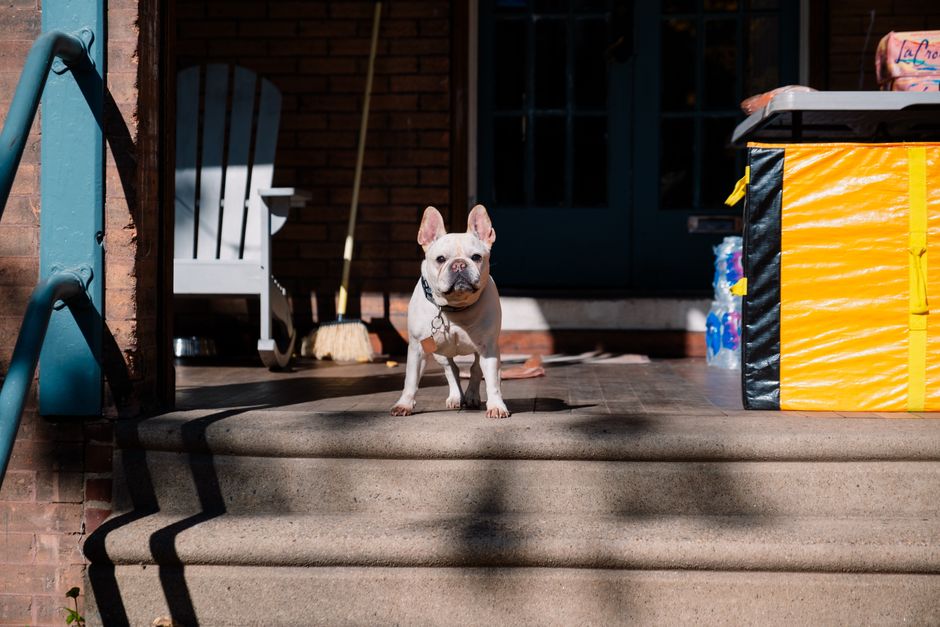 HUD Is Rewriting the Rules on Assistance Animals. Here's What Owners and Residents Should Expect